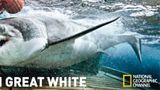Expedition Great White