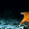 Blue Planet II