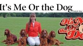 It's Me Or The Dog