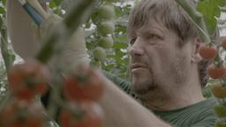 Nigel Williams wordt tomatenplukker