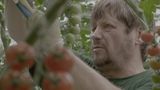 Nigel Williams wordt tomatenplukker