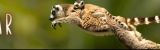 Madagascar