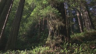 Seasonal Forests