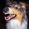Sheltie