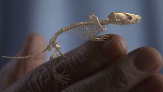 David Attenborough's Rise of Animals
