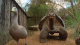 61-Year-Old Galapagos Turtle is Ready for a Girlfriend