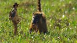 Andy and the Coati