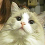 ImperialFeline
