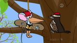 Woodpecker Picks a Place