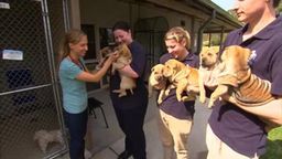 Six Abandoned Shar Pei Puppies Need Help