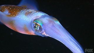 The Lost Worlds of Planet Earth