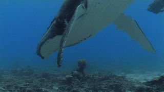Shallow Seas