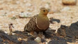 Andy and the Sand Grouse