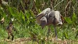 Andy and the Shoebill Chick