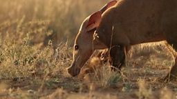 Andy and the Aardvark