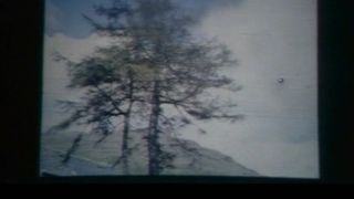 How to Recognise Different Types of Trees from Quite a Long Way Away