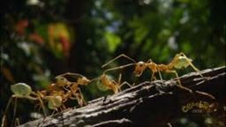 Andy and the Weaver Ants