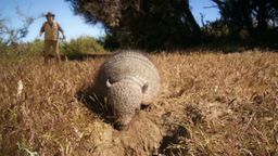 Andy and the Armadillo