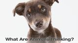 What Are Animals Thinking?