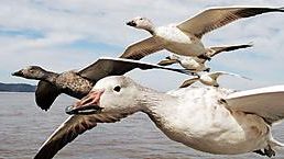 Earthflight