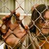 The Walking Dead
