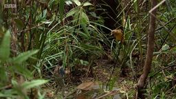 Andy and the Bowerbird