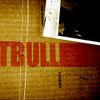 PitBull