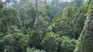 Jungles