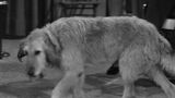 Barney's Bloodhound