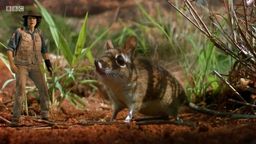 Andy and the Elephant Shrew