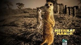 Meerkat Manor