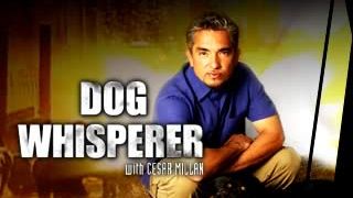 The Dog Whisperer